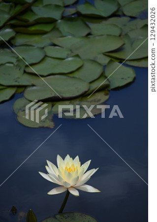 Water lilies at Lake Terunami Biopark (Tsuchiyu Onsen Town, Fukushima City, Fukushima Prefecture) 129432026