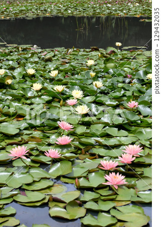 Water lilies at Lake Terunami Biopark (Tsuchiyu Onsen Town, Fukushima City, Fukushima Prefecture) 129432035