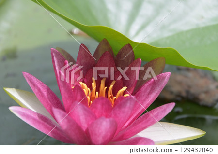 Water lilies at Lake Terunami Biopark (Tsuchiyu Onsen Town, Fukushima City, Fukushima Prefecture) 129432040
