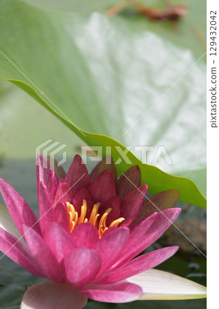 Water lilies at Lake Terunami Biopark (Tsuchiyu Onsen Town, Fukushima City, Fukushima Prefecture) 129432042