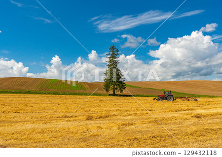 Summer Christmas tree Biei Hokkaido Asahikawa 129432118