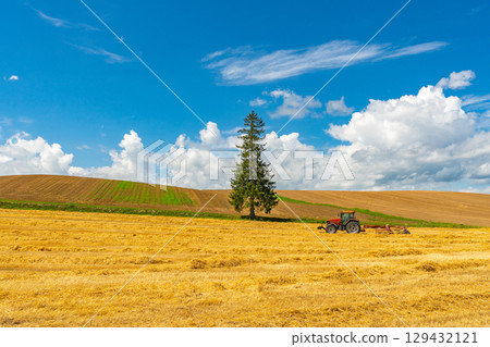 夏天的聖誕樹 美瑛 北海道 旭川 129432121
