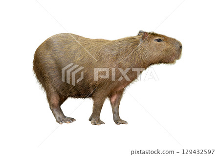 Capybara standing on all fours with a calm expression, showing its large body and coarse brown fur against a white background Capybara standing on all fours with a calm expression, showing its large body and coarse brown fur against a white background 129432597