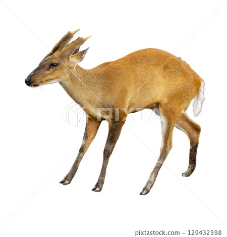 Barking deer walking gracefully with short antlers and reddish-brown fur, isolated on a white background Barking deer walking gracefully with short antlers and reddish-brown fur, isolated on a white background 129432598