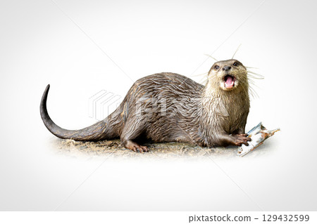 River otter with wet fur holding a fish in its paws, mouth open as if calling, captured in a dynamic wildlife moment on a white background. River otter with wet fur holding a fish in its paws, mouth open as if calling, captured in a dynamic wildlife moment on a white background. 129432599