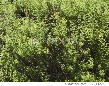 Beautiful shrubbery with fresh green leaves shining in the sunlight under the blue sky Beautiful shrubbery with fresh green leaves shining in the sunlight under the blue sky 129432752