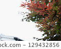Omihachiman Hachimanborei 129432856
