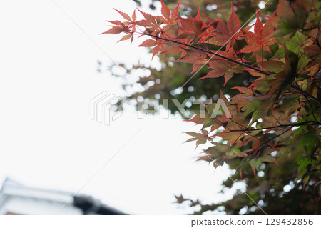 Omihachiman Hachimanborei Omihachiman Hachimanborei 129432856