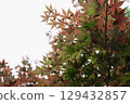 Omihachiman Hachimanborei 129432857
