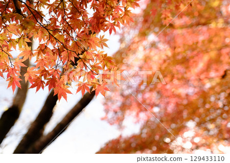 鮮紅的秋葉 鮮紅的秋葉 129433110