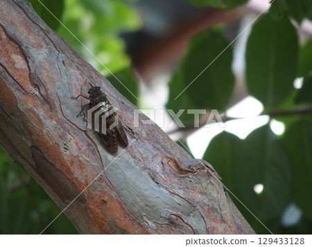 Abra Zemi catching trees 129433128