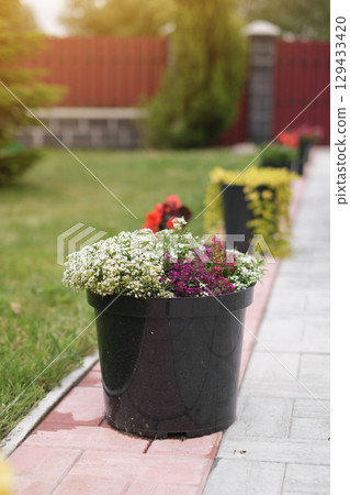 Pots of flowers stand in a row on the sidewalk in the courtyard Pots of flowers stand in a row on the sidewalk in the courtyard 129433420