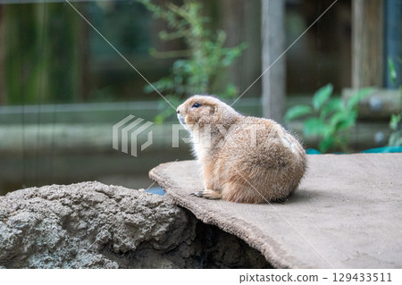 圓眼草原犬鼠 圓眼草原犬鼠 129433511