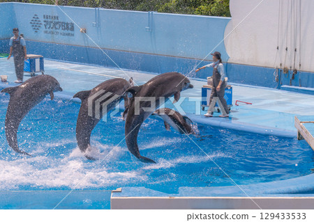 新潟市水族館 Marinepia Nihonkai 的精彩海豚表演 129433533