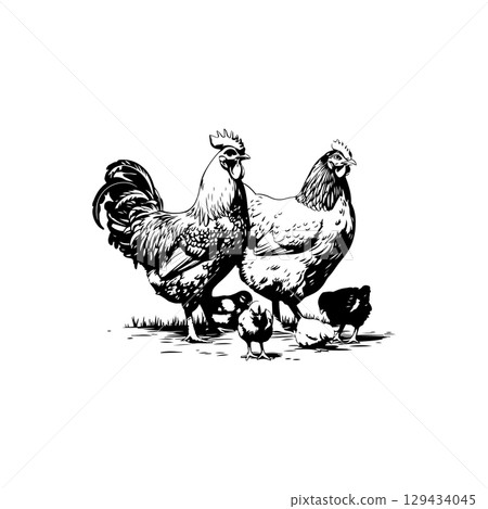 Retro engraving illustration of chicken in farmers yard. Vector illustration 129434045
