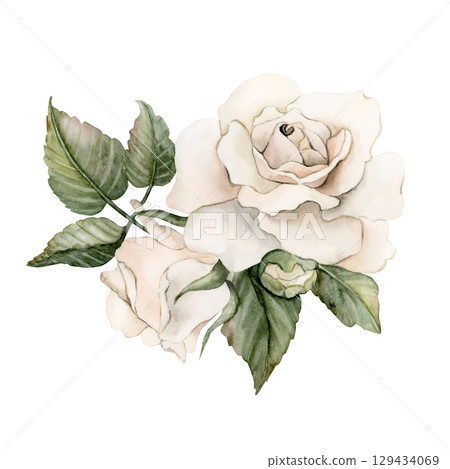 Roses with buds and leaves. White garden flower arrangement. Watercolor hand painted floral isolated illustration for wedding design mother's day card home textile fabric porcelain crockery label logo Roses with buds and leaves. White garden flower arrangement. Watercolor hand painted floral isolated illustration for wedding design mother's day card home textile fabric porcelain crockery label logo 129434069