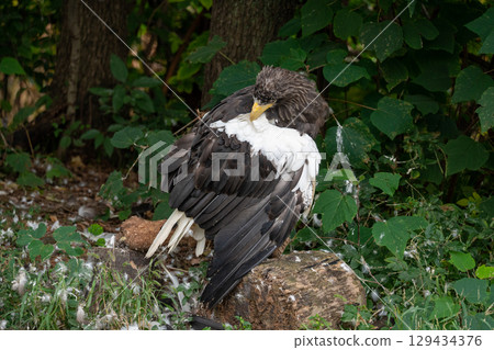 King of the forest, the Steller's sea eagle preening its feathers King of the forest, the Steller's sea eagle preening its feathers 129434376
