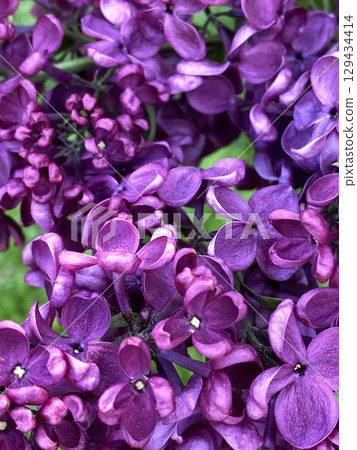 Vibrant lilac flowers in close-up with rich purple petals, suitable as nature background 129434414