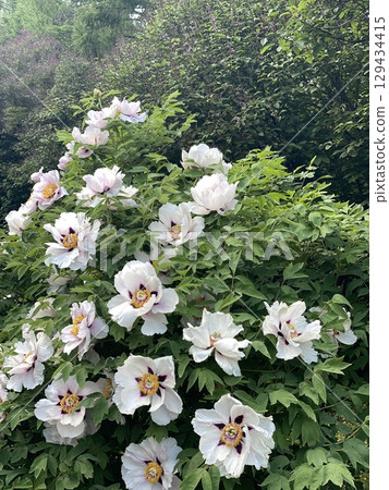White peony flowers blooming in garden with lush green leaves create a vibrant natural background 129434415