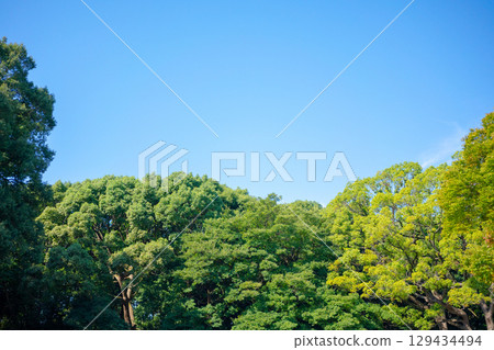 藍天和新鮮的綠色樹 藍天和新鮮的綠色樹 129434494