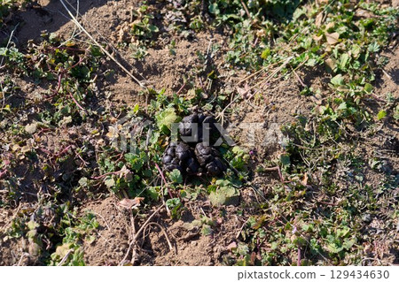 Wild boar droppings 129434630