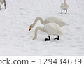 大天鵝把臉埋在雪裡尋找食物 129434639