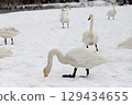 大天鵝在雪地上覓食 129434655