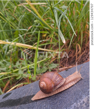 grape snail in the garden in spring 129434707