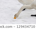大天鵝在雪地上覓食 129434710
