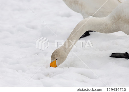 Whooper swans foraging on the snow Whooper swans foraging on the snow 129434710