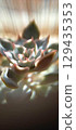 多汁植物 129435353