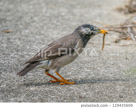 椋鳥嘴裡叼著一隻昆蟲 椋鳥嘴裡叼著一隻昆蟲 129435609