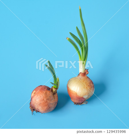 Sprouted onion plant growing, growing greens at home. 129435996