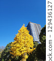 銀杏 129436127