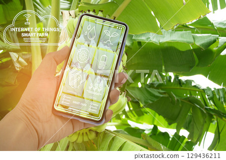 The concept of using AI and smart farming. The concept of using AI and smart farming. 129436211
