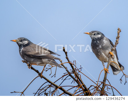 椋鳥在樹枝上 椋鳥在樹枝上 129436274