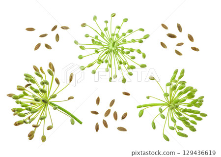 Dill herb or Anethum graveolens flower isolated on white background 129436619