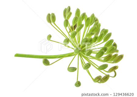 Dill herb or Anethum graveolens flower isolated on white background 129436620