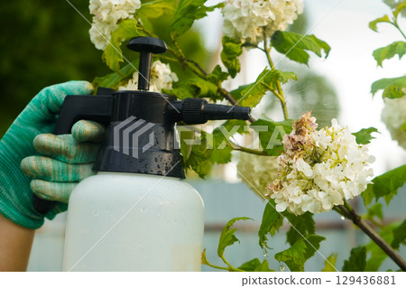 Within a vibrant garden, a person sprays a protective liquid, with viburnum leaves damaged in a detailed view. Within a vibrant garden, a person sprays a protective liquid, with viburnum leaves damaged in a detailed view. 129436881