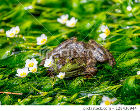 Waterside bullfrog Waterside bullfrog 129436944