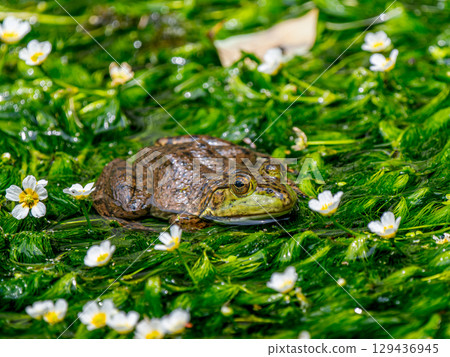 Waterside bullfrog 129436945