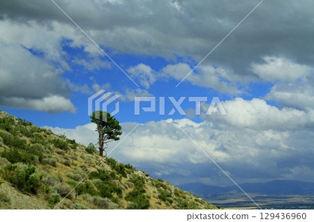 Tree on a Mountain in Nevada with Sky and clouds Tree on a Mountain in Nevada with Sky and clouds 129436960
