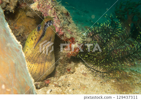 A close-up photo of a yellow Fimbriated moray with open mouth looking out from a coral reef A close-up photo of a yellow Fimbriated moray with open mouth looking out from a coral reef 129437311
