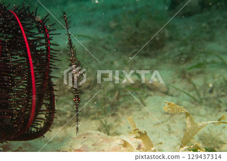 A Ghost Pipefish, Solenostomus Paradoxus, hiding close to a Crinoid, soft coral in Philippines 129437314