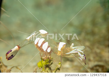 A super macro photo of a Holthuis cleaner shrimp, Ancylomenes holthuisi A super macro photo of a Holthuis cleaner shrimp, Ancylomenes holthuisi 129437318