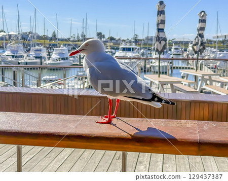 A Seagull relaxing on a handrail at a marina A Seagull relaxing on a handrail at a marina 129437387