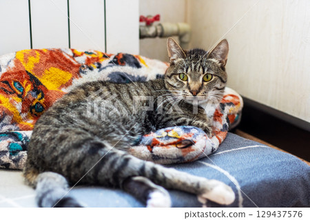 A cute cat is comfortably laying on a soft blanket on a bed 129437576