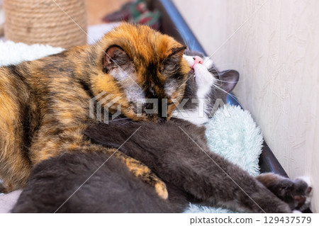 There are two adorable cats gently laying next to each other on a soft blanket There are two adorable cats gently laying next to each other on a soft blanket 129437579