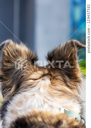 This is a close up image showing a dogs ears with a blurry background 129437581