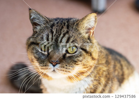 This is a closeup image of a cat intently looking at the camera 129437586